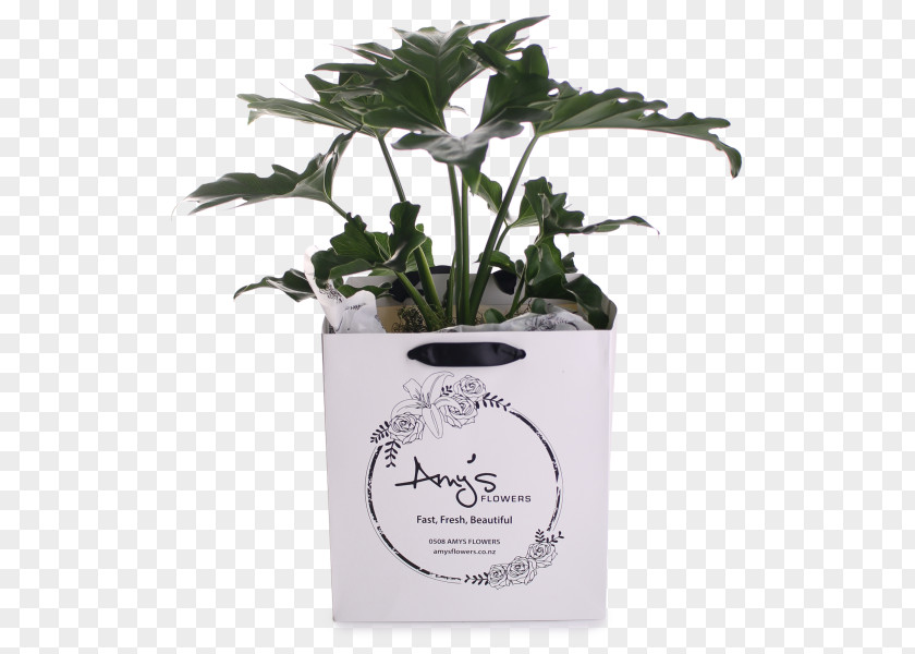 Philodendron Herb Flowerpot PNG