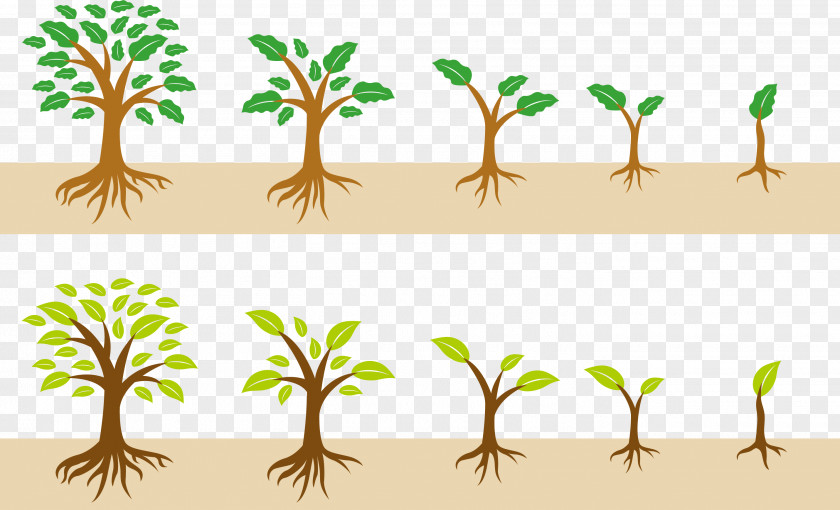 The Growth Of A Tree PNG