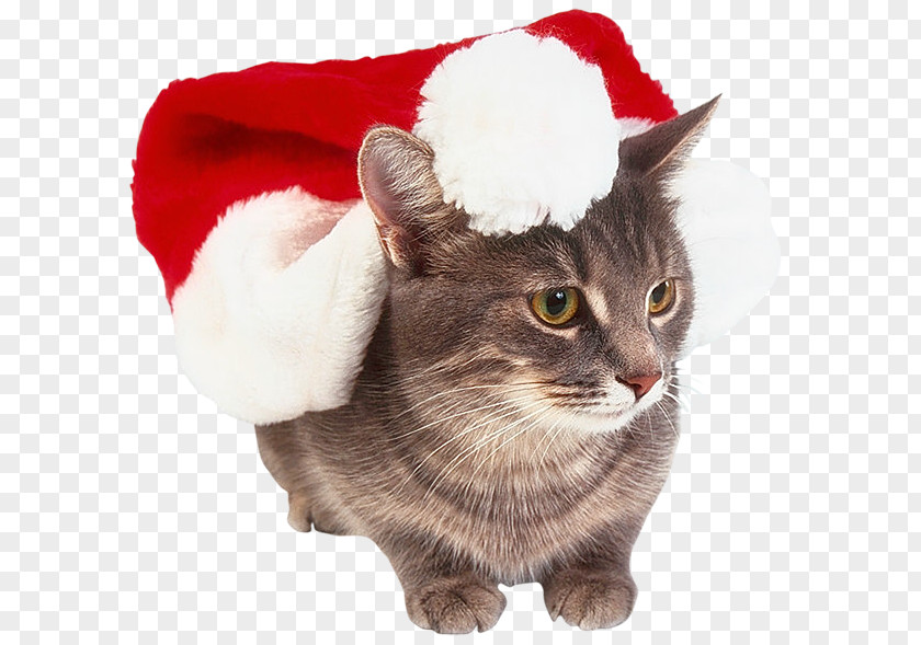 Cat Kitten Whiskers Christmas PNG