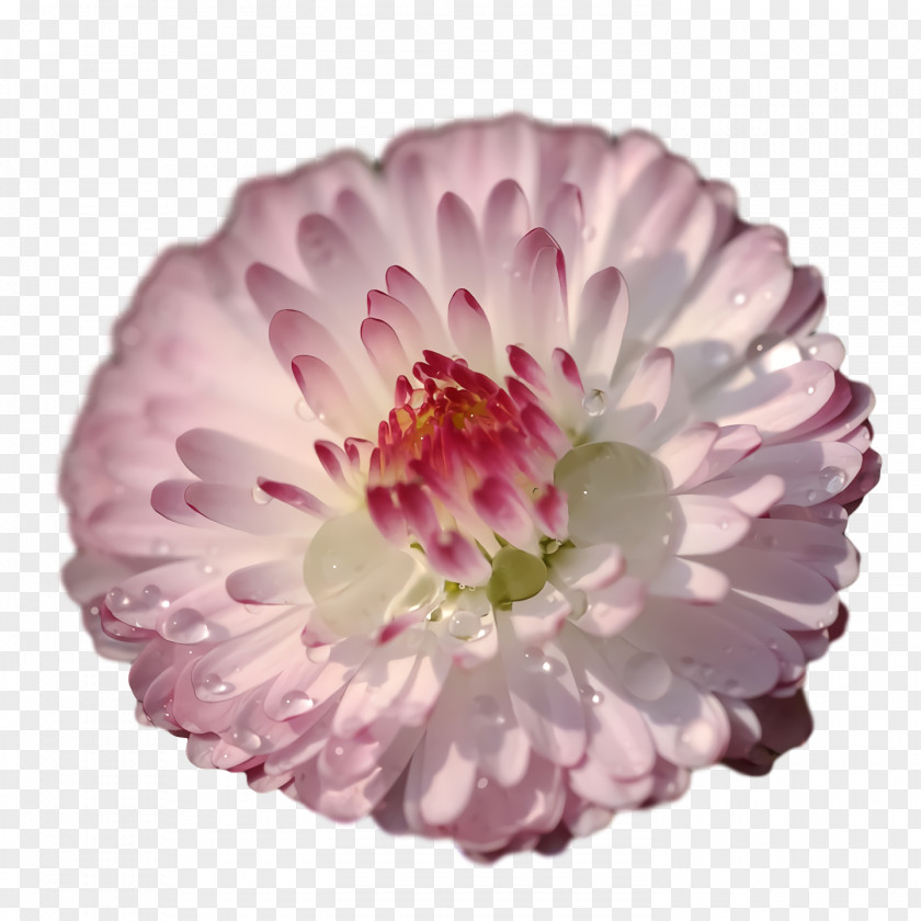 Chrysanthemum Transvaal Daisy Dahlia Cut Flowers Petal PNG