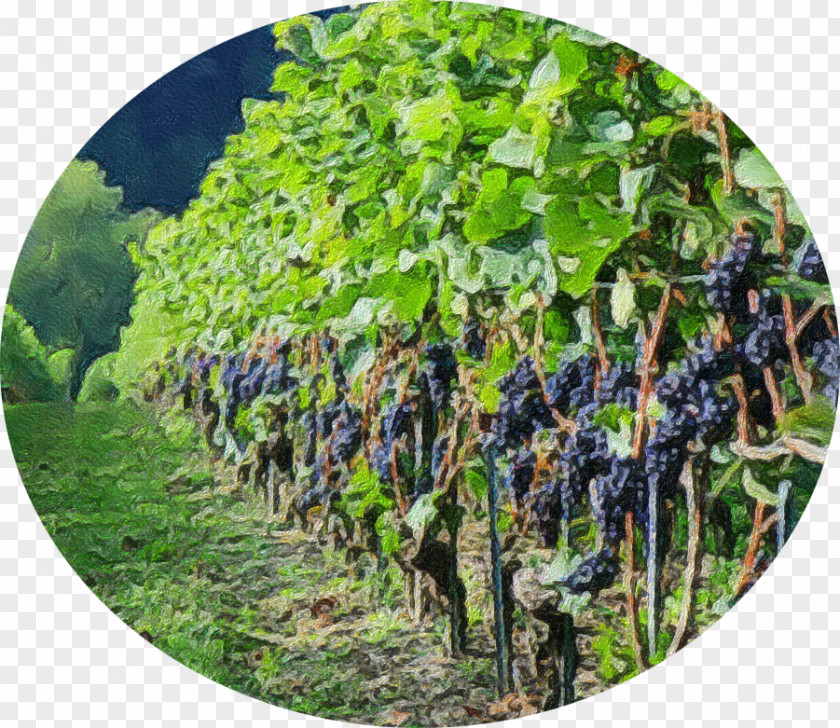 Grape Agriculture Tree PNG