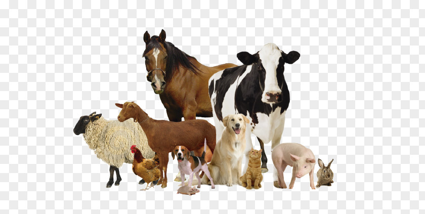 NIMALS OF GRNAJA Horse Veterinary Medicine Veterinarian Animal Health Products PNG
