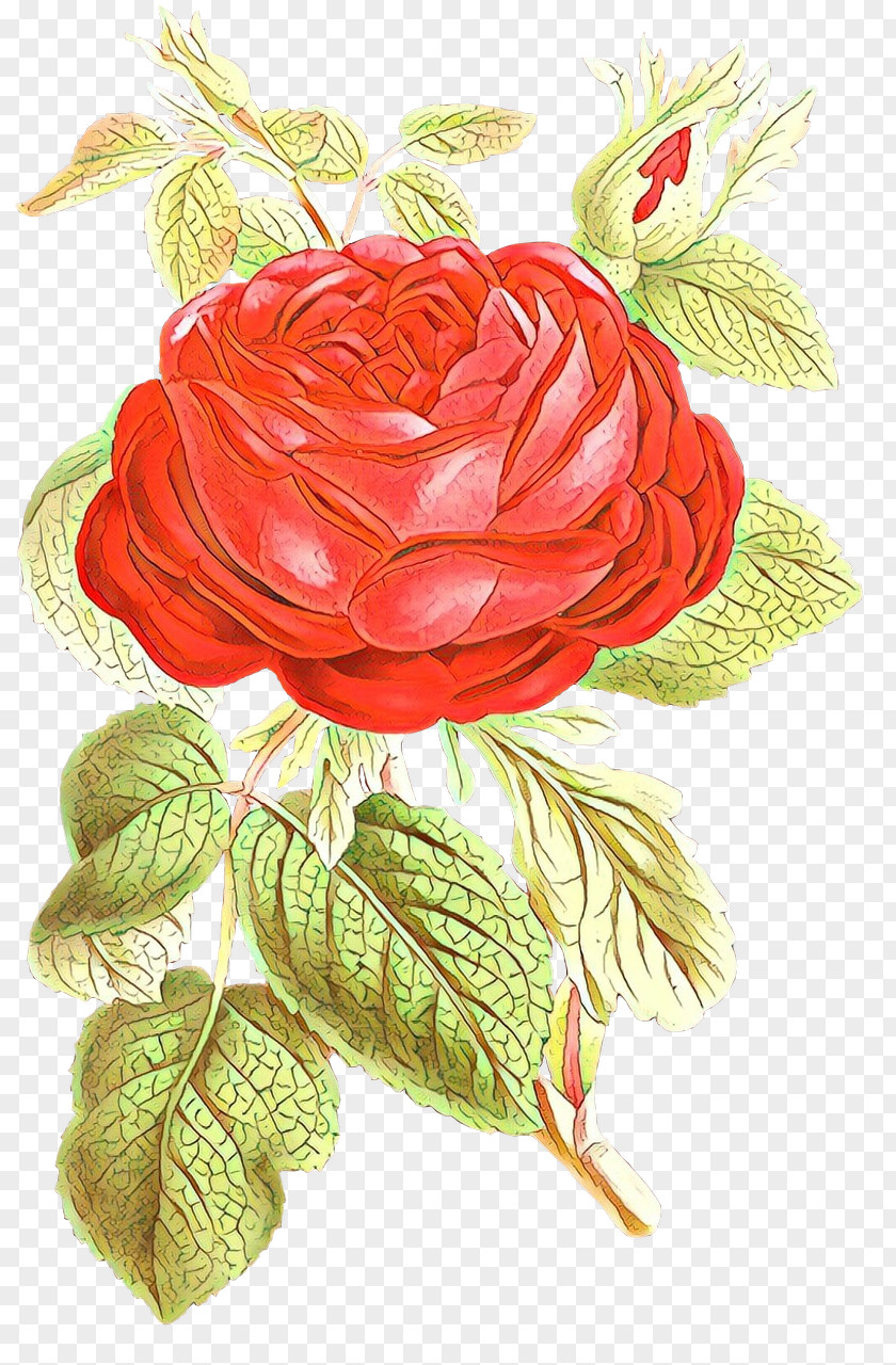 Rosa Gallica Common Peony Wedding Flower Background PNG