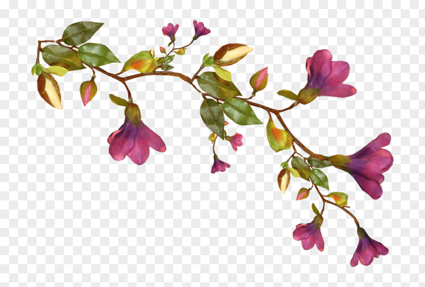 Blossom Bud Background PNG