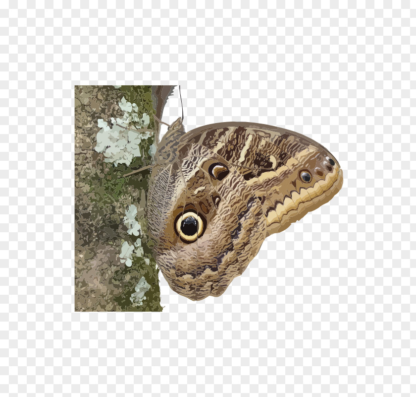 Butterfly Insect Owl Butterflies Borboleta Moth PNG