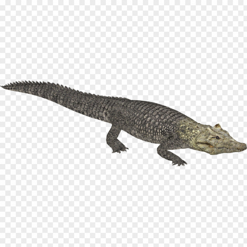 Crocodile Zoo Tycoon 2 Crocodiles Nile Alligator PNG
