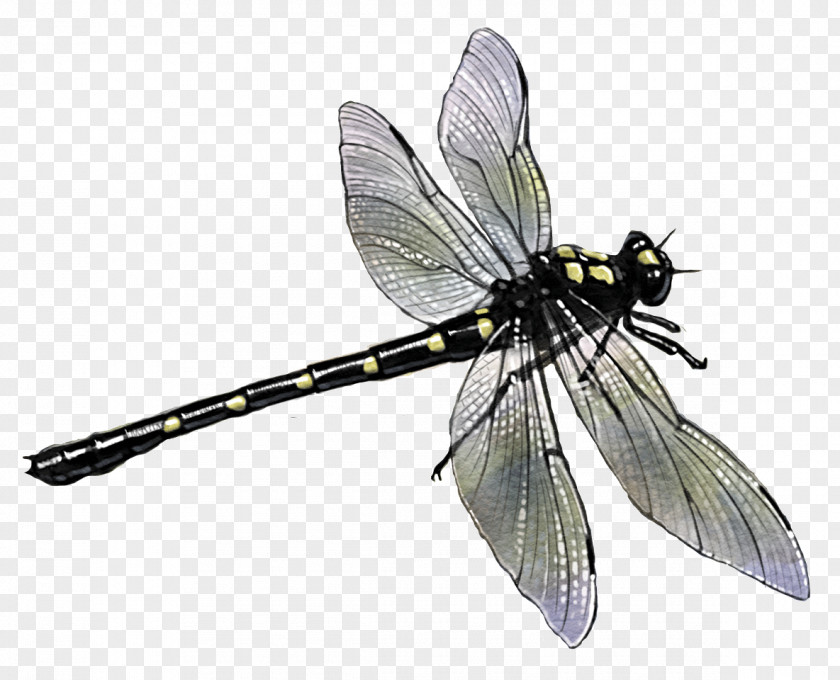 Dragon Fly Butterfly Dragonfly Pterygota Potton & Burton River PNG