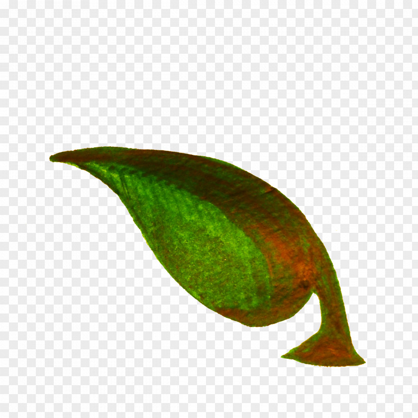 Plants Leaf Plant Stem Clip Art PNG