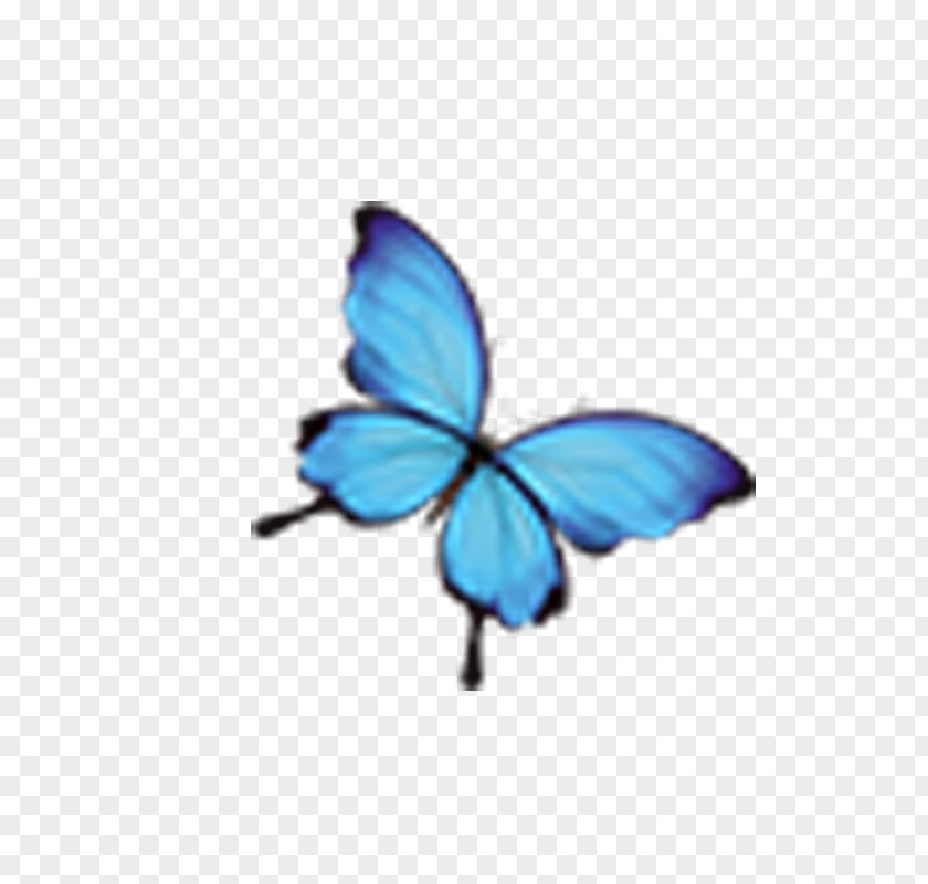 Blue Butterfly Monarch Insect PNG