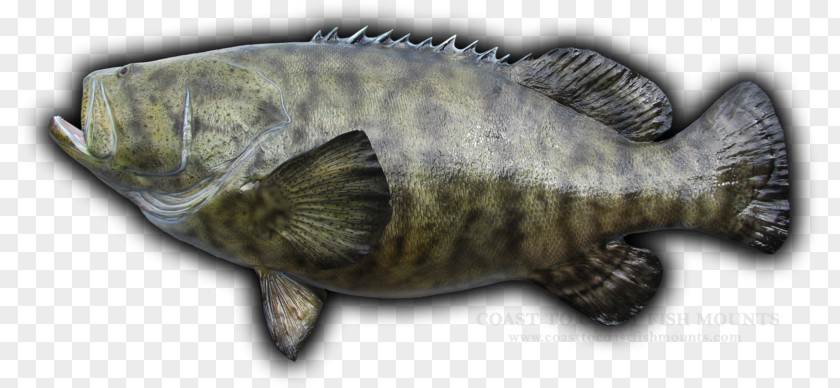 Bonyfish Carp Fishing Cartoon PNG