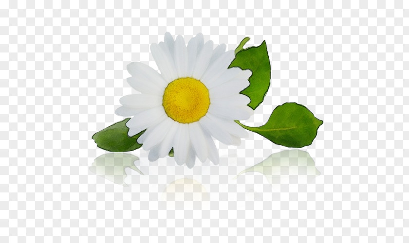 Flowering Plant Daisy PNG