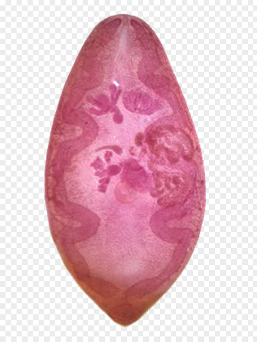 Human Lungs Paragonimus Westermani Paragonimiasis Cutaneous Larva Migrans Parasite Visceral PNG