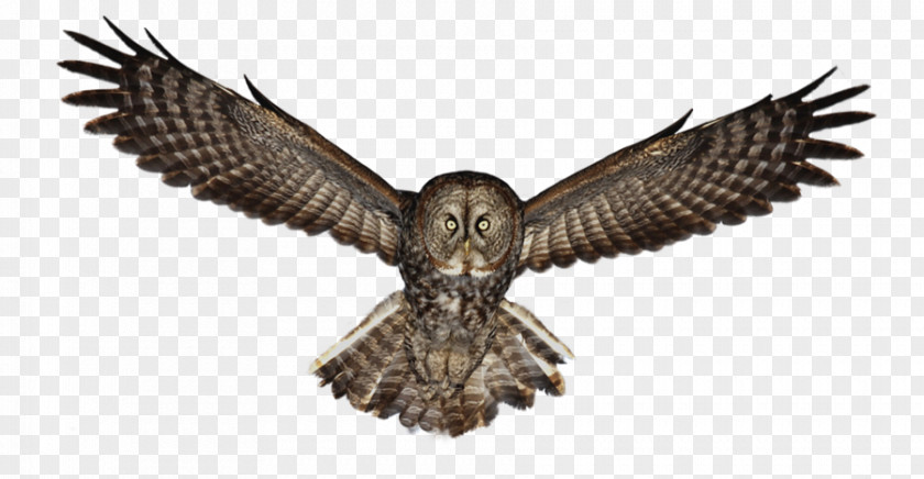 Imagesowlshd Eurasian Eagle-owl Bird Clip Art PNG