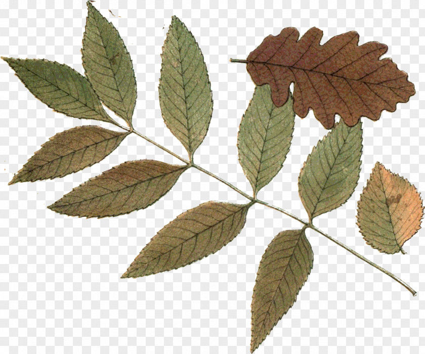 Leaf Hojas Secas Autumn Plant Stem Hoja Seca PNG