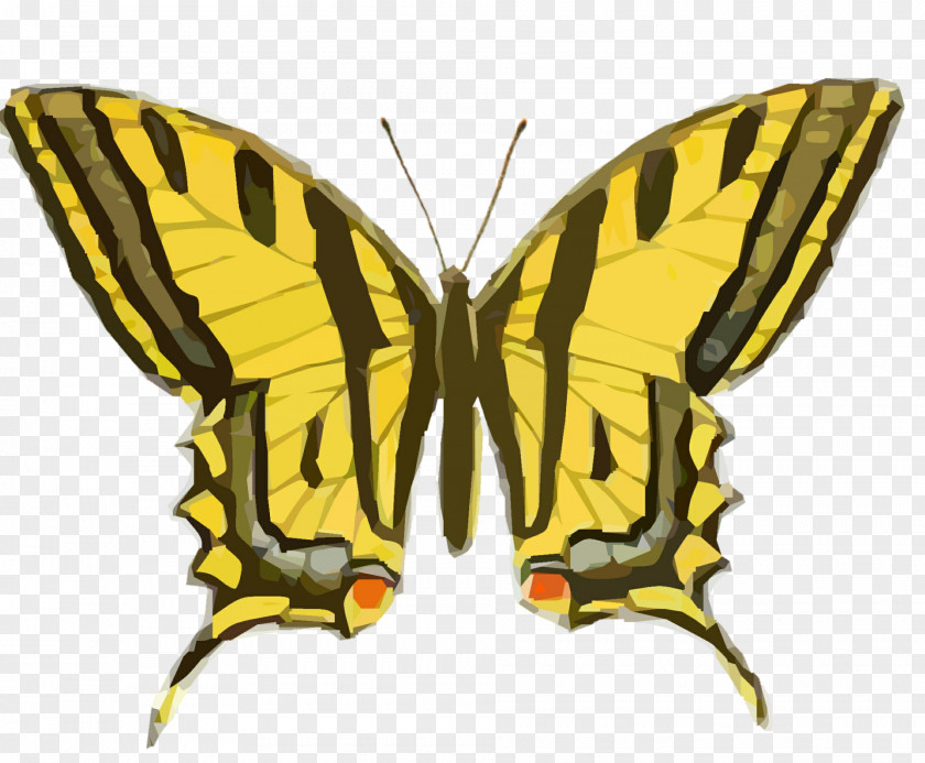 Tiger Woods Butterfly Insect Vintage Clothing Clip Art PNG