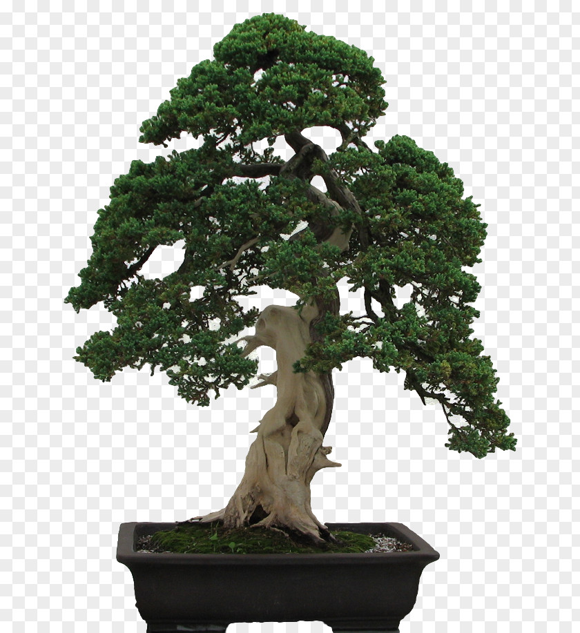 Tree National Bonsai Foundation Penjing Fukien Tea PNG