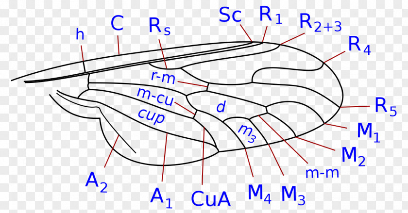 Angle Drawing Organism Illustration Diagram PNG
