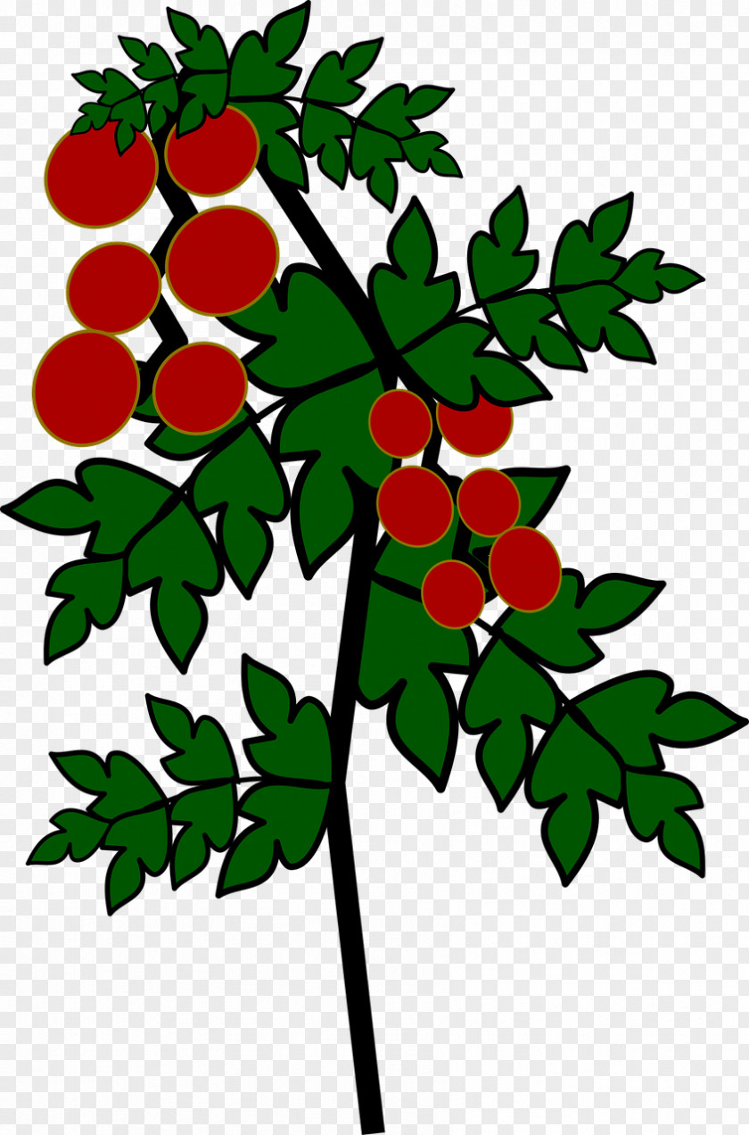 Tomato Plant Fruit PNG