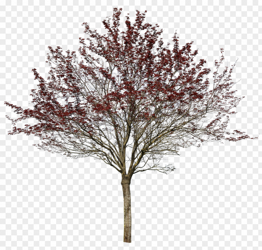 Tree Prunus Cerasifera Var. Pissardii Twig Nigra PNG