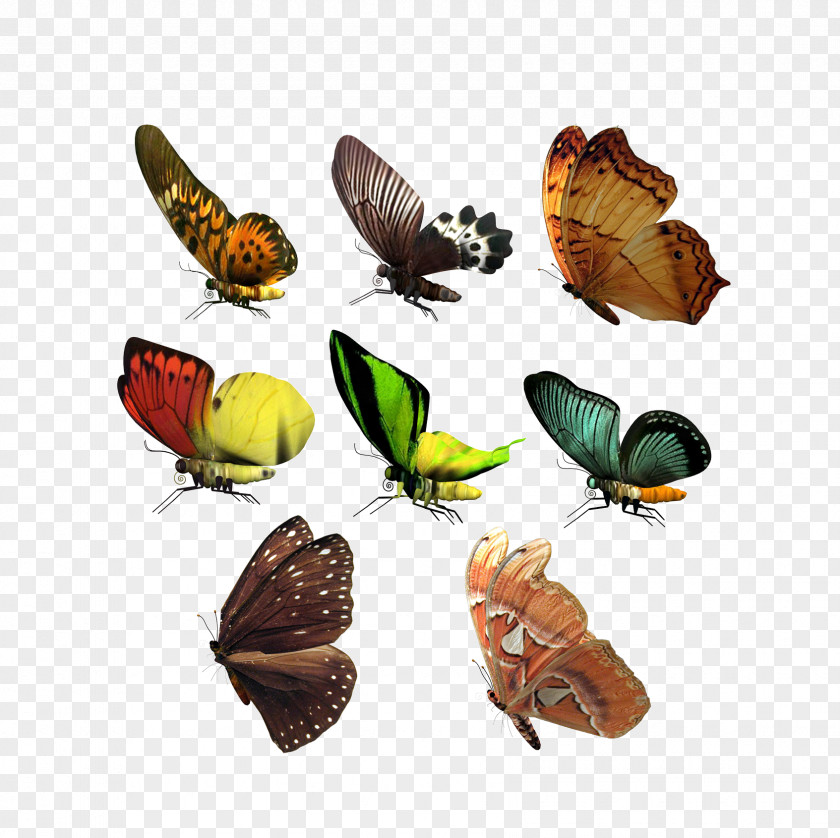 Butterfly Animal CorelDRAW Adobe Illustrator Icon PNG