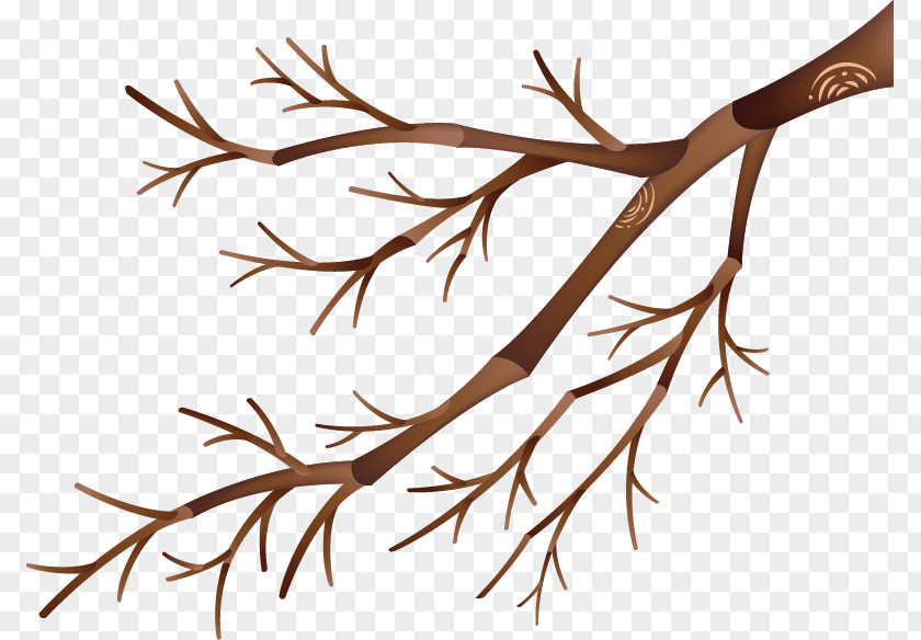 Branches Twig Branch PNG