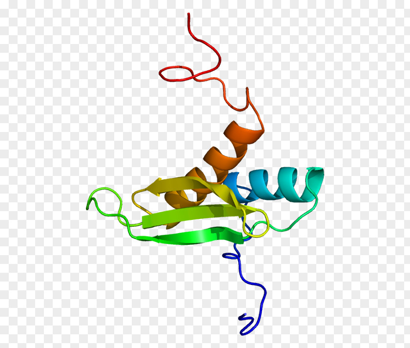 DGCR8 MicroRNA Structure Stem-loop Protein PNG