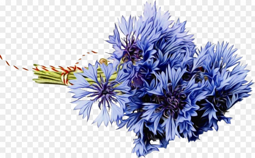 Globe Thistle Plant Floral Flower Background PNG