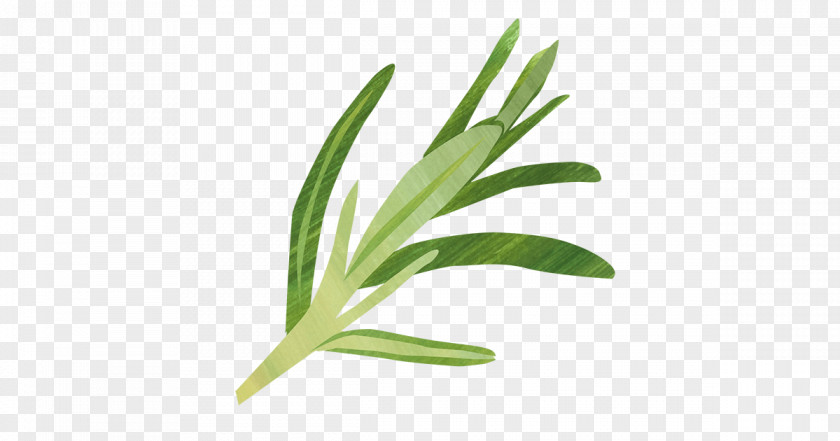Leaf Herbalism Grasses Plant Stem PNG