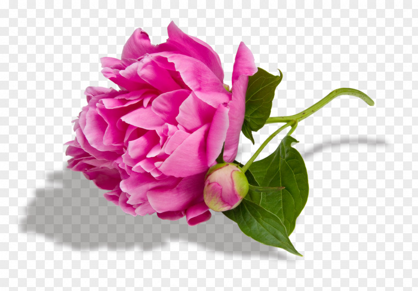 Peony Paeonia Lactiflora Desktop Wallpaper Pink Flowers Royalty-free PNG