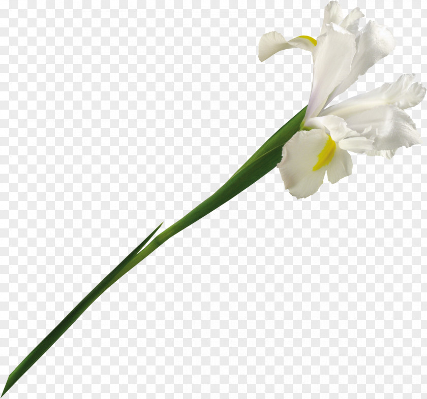 Plant Flowers Plants Flower Material,Beautifully White Bouquet Clip Art PNG