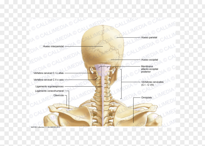 Skull Posterior Triangle Of The Neck Cervical Vertebrae Bone Head And Anatomy PNG