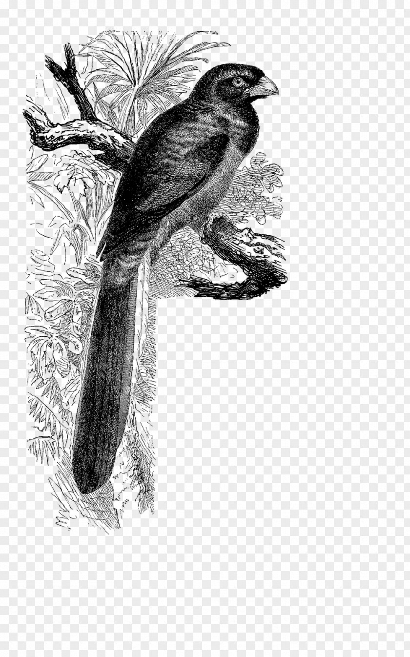 Bird Vintage Beak Fauna Cuckoos Antique PNG