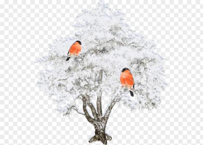 Boar Blog Tree Winter Albom Clip Art PNG
