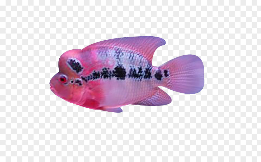 Deep Sea Rosé Fish Koi Arhat Pet PNG