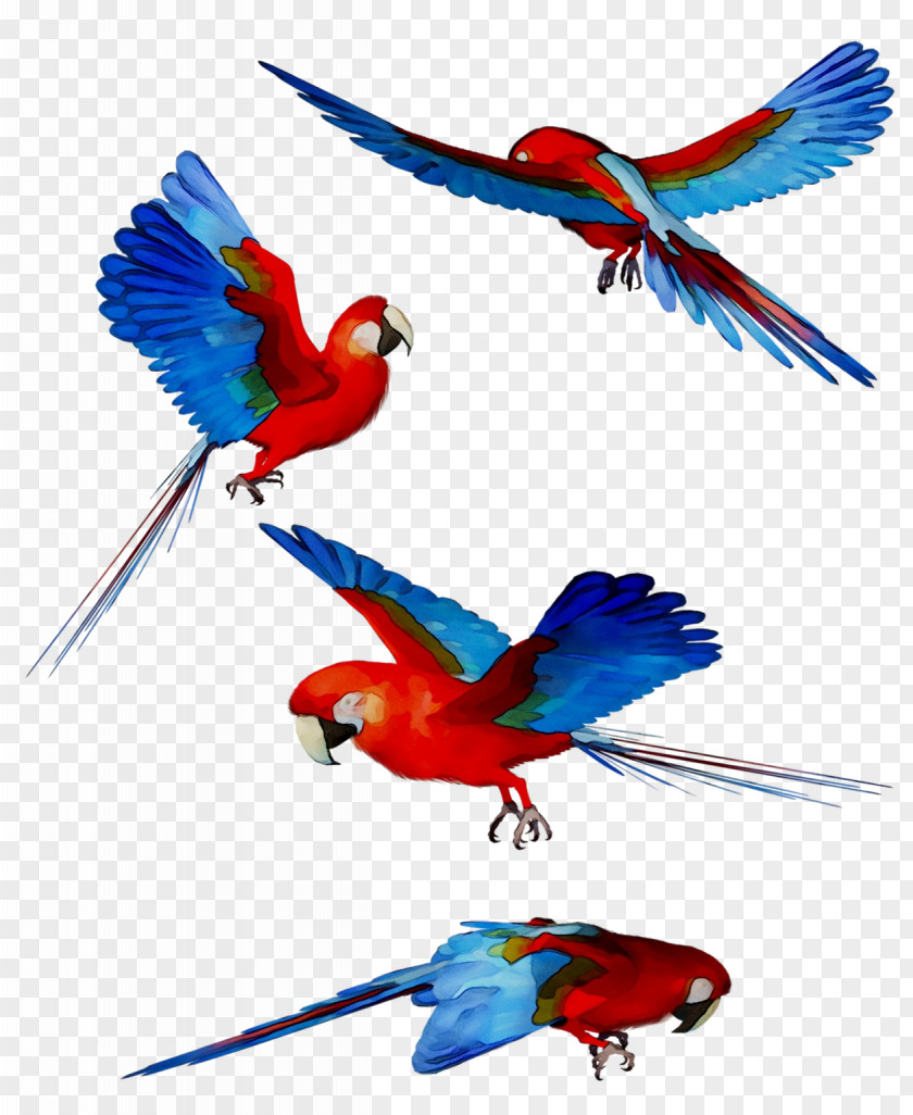 Macaw Feather Parakeet Beak Wing PNG