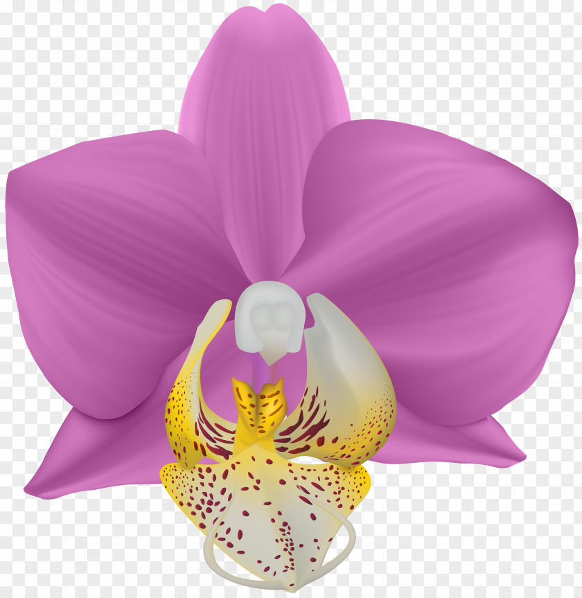 Orchid Transparent Clip Art Image PNG