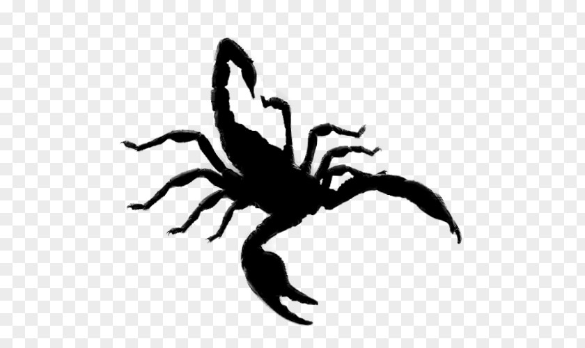 Scorpion Arachnid Insect Clip Art Silhouette PNG