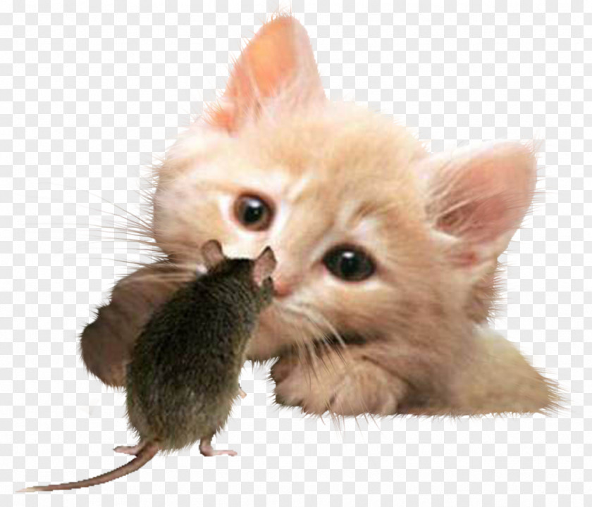 Cartoon Animals Cartoon,Tom And Jerry Cat Kitten Rat Cuteness Puppy PNG