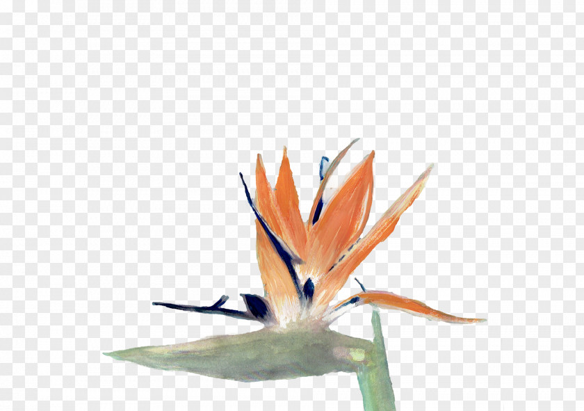 Paper Bird Of Paradise PNG