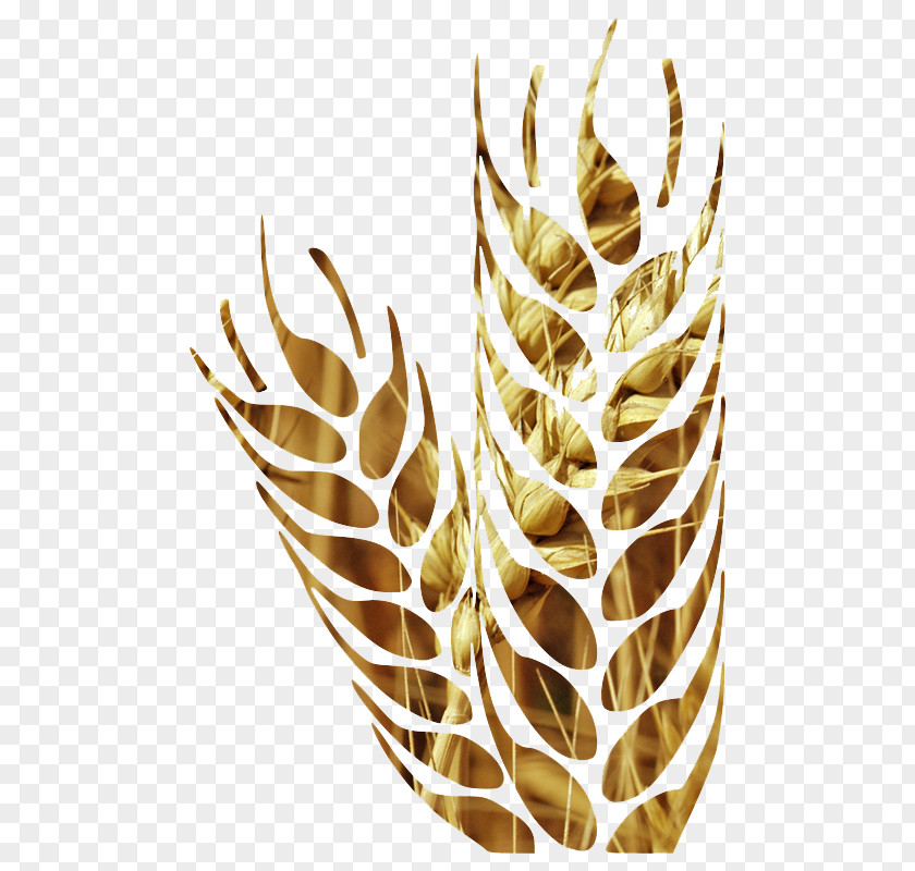 Wheat Farmland Cereal Euclidean Vector Agriculture PNG