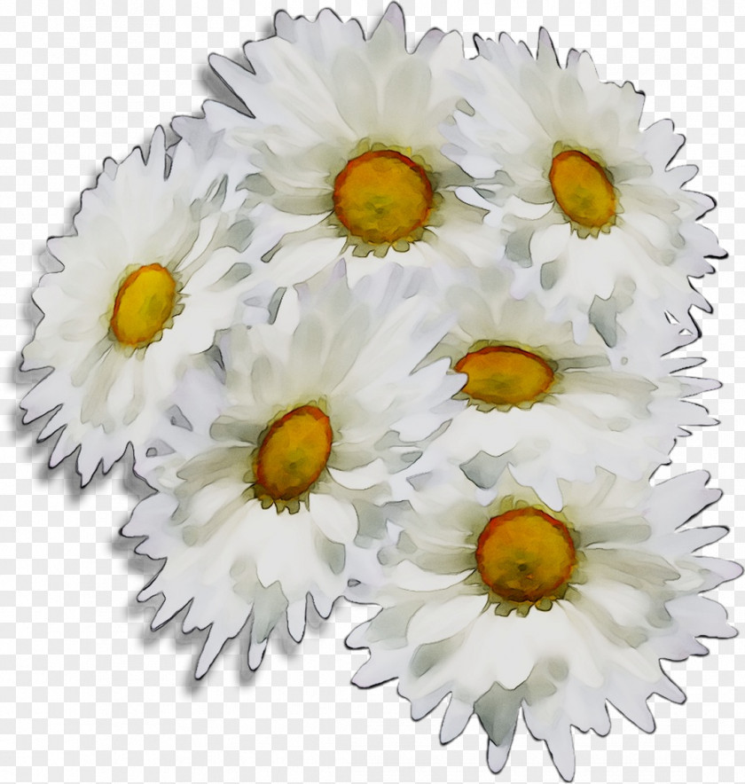 Chrysanthemum Oxeye Daisy Cut Flowers Transvaal PNG