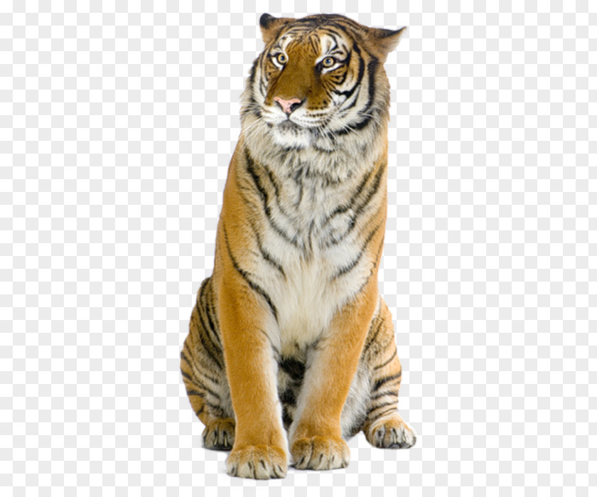 Circus Stock Photography Bengal Tiger PNG