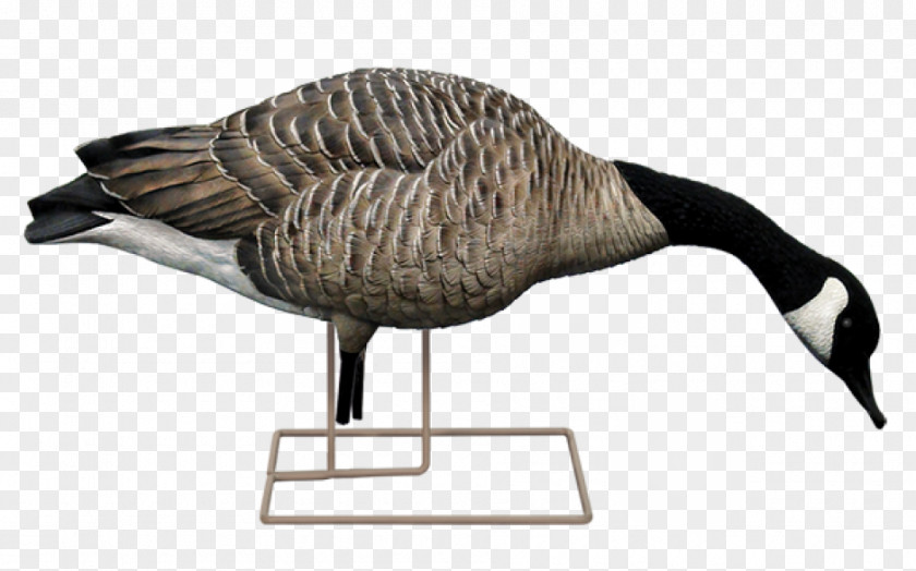 Goose Canada Duck Decoy Mallard PNG