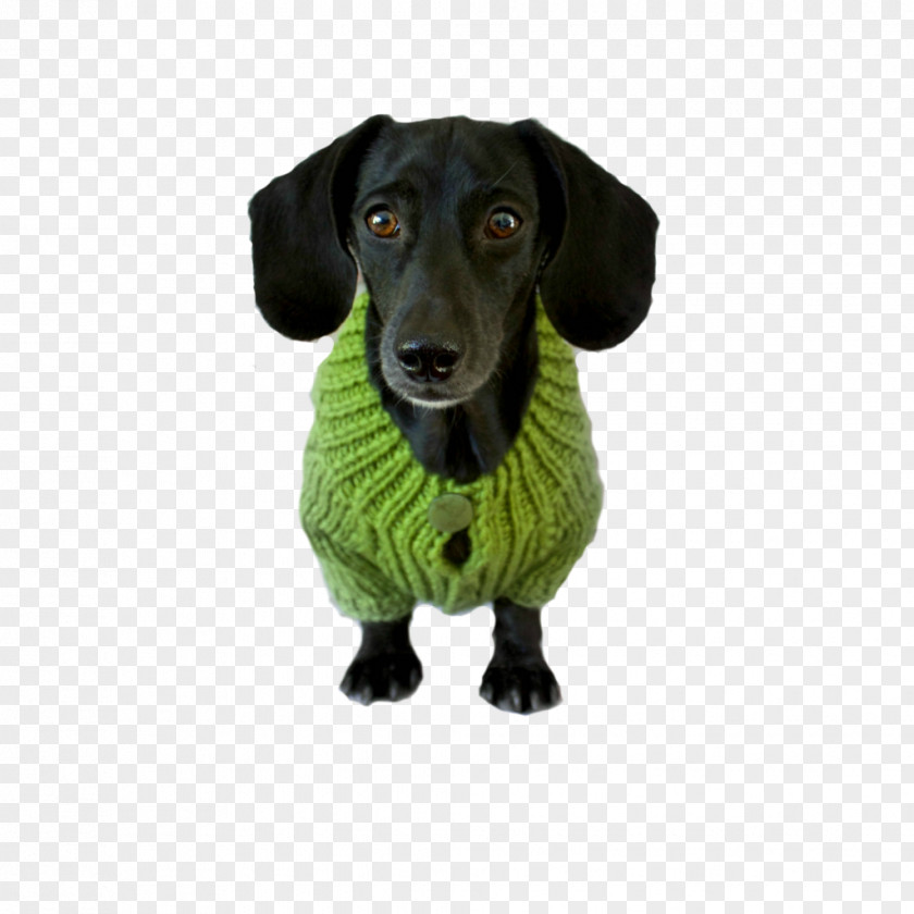 Biscuits Dog Breed Dachshund Companion Biscuit Pet PNG