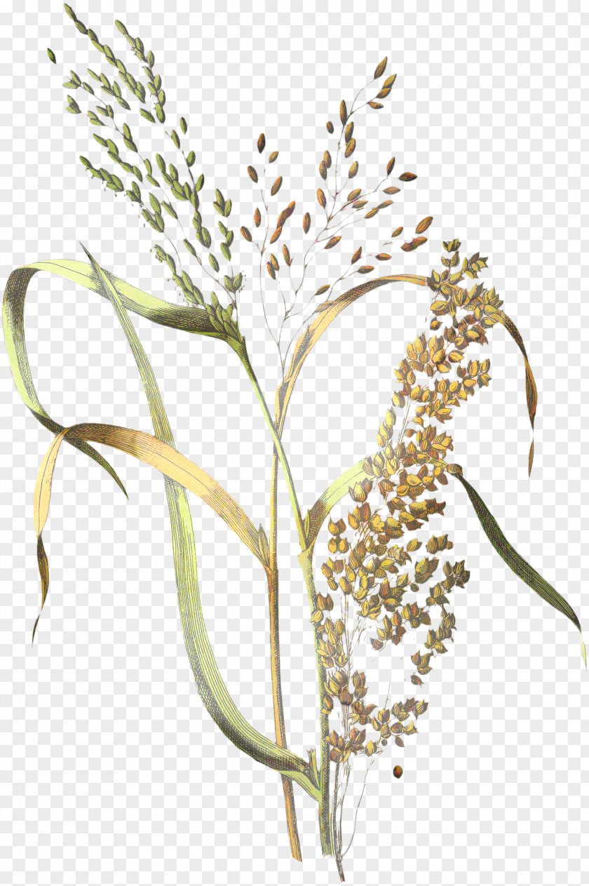 Cereal Millet Botanical Illustration Rice Botany PNG