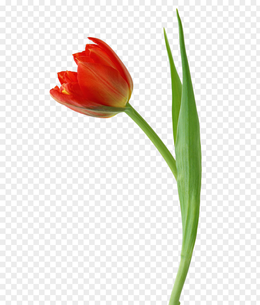 Orint Tulip Flower Image Illustration PNG