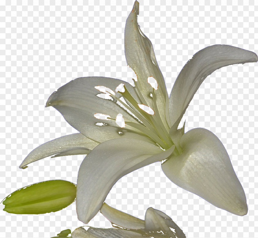 Stargazer Lily Family White Flower PNG