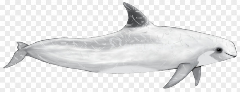 Dolphin Common Bottlenose Short-beaked Tucuxi Rough-toothed Spinner PNG