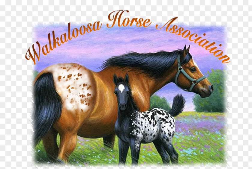 Mustang Mane Walkaloosa Appaloosa Pony PNG