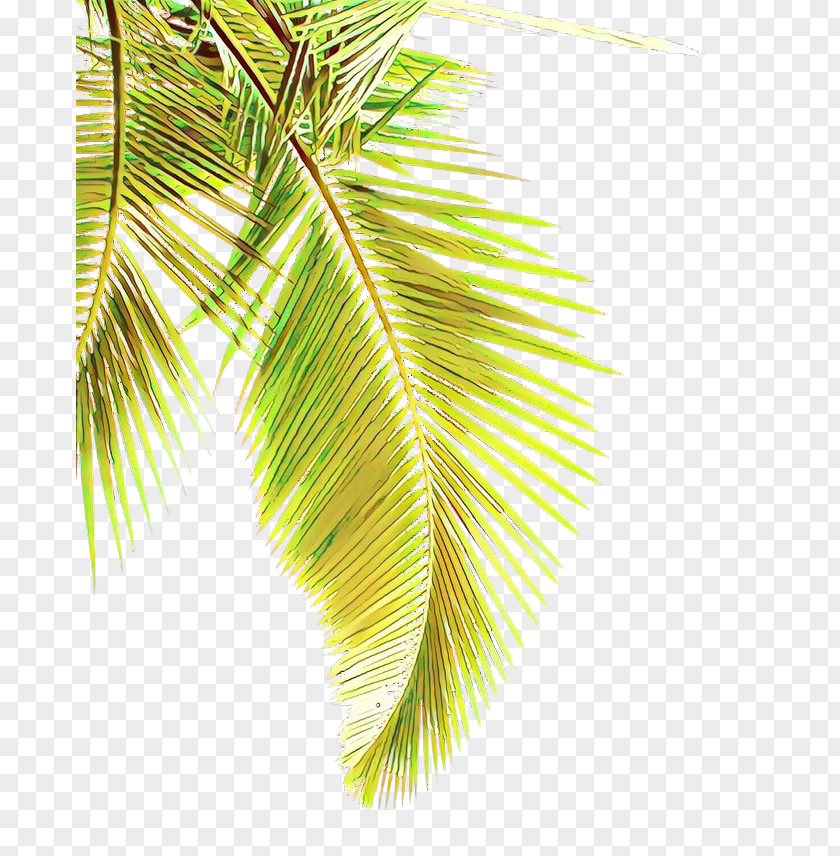 Pine Elaeis Palm Tree PNG
